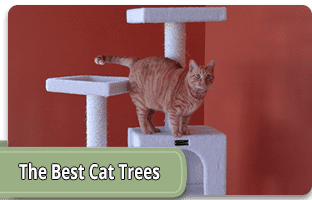 The best cat trees