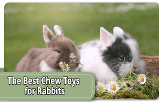 The best chew toys for rabbits