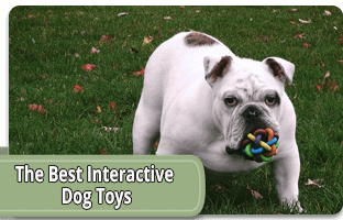 The best interactive dog toys