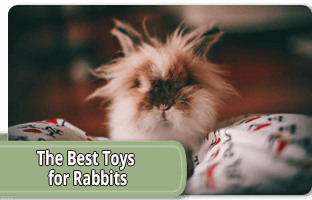 The best toys for rabbits