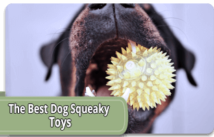 The best dog squeaky toy