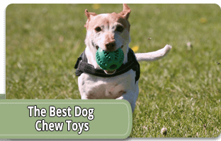 The best dog chew toys