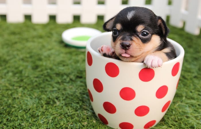 small teacup dog black pup in a polka dot cup