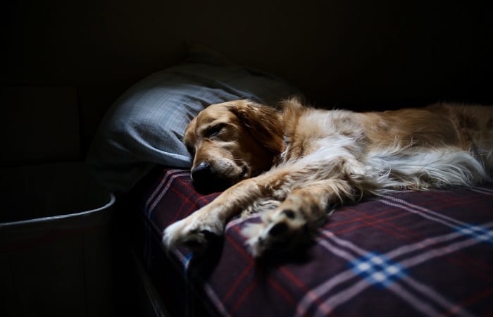 golden retriever sleeping in a human bed 