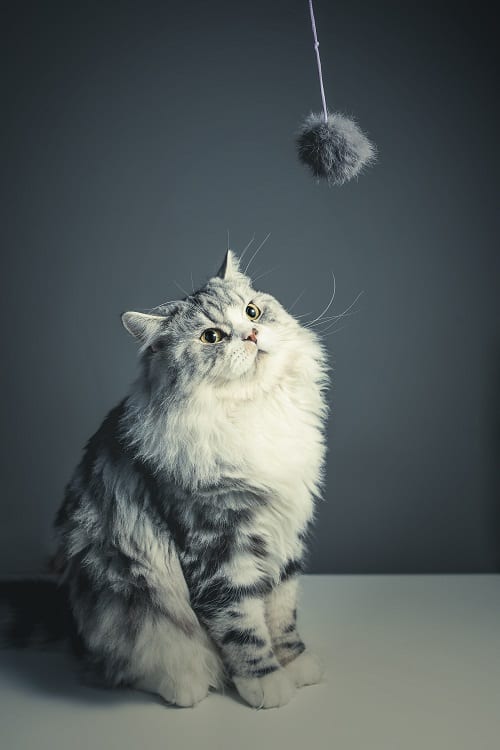 fluffy grey cat looking at a fluffy ball on a rope