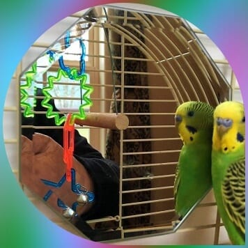 octagon mirror in cage with parakeet looking in it 