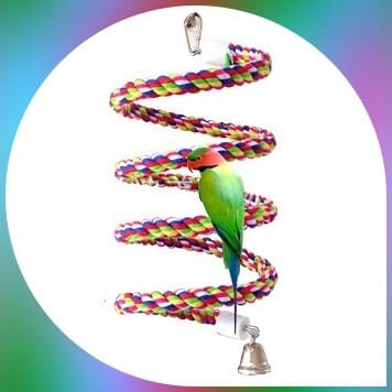 parakeet on spiral multicolored bungee cord toy 