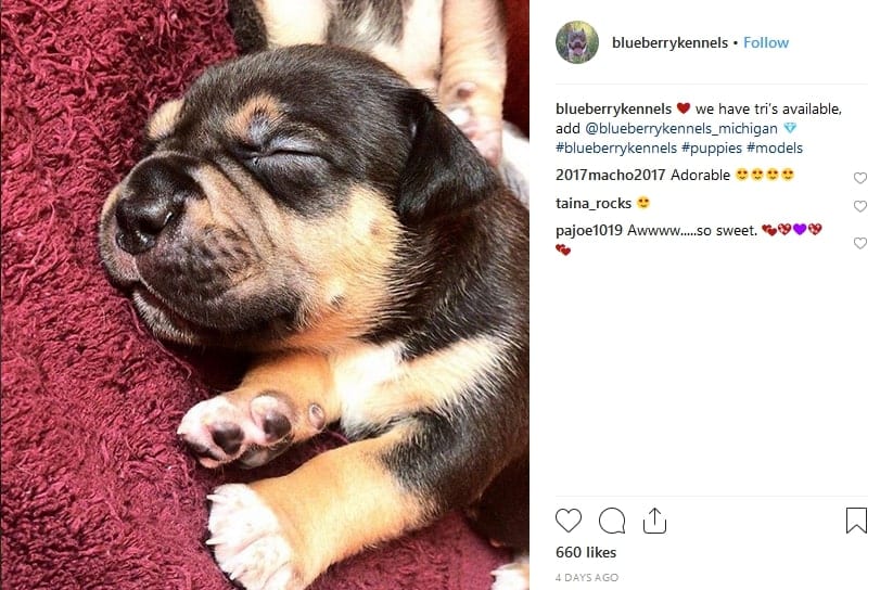image from the blueberrykennels instagram