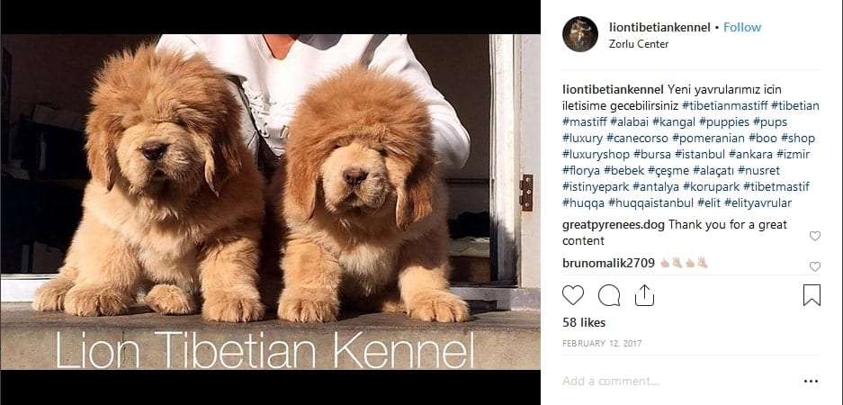 image from the liontibetiankennel instagram