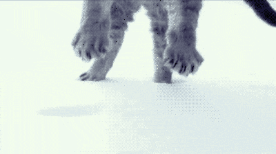 gif of cat jumping in snow