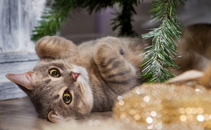 small kitten and christmas tree