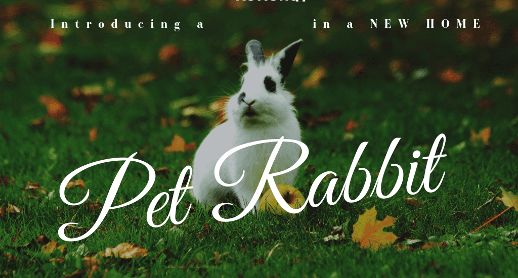 pet rabbit in the grass