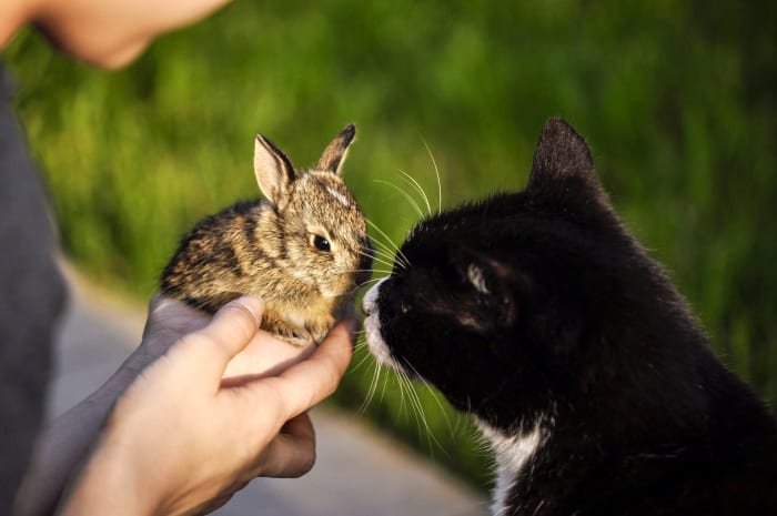 black cat meeting pet rabbit