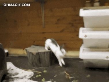 rabbit jumping on wall
