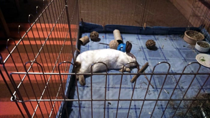 pet rabbit sleeping on blankets in pen 