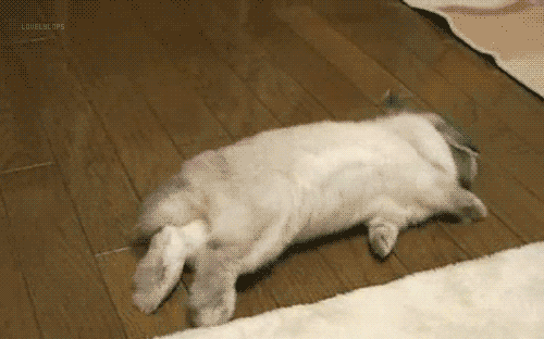 bunny rolling on the floor gif