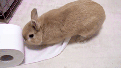 rabbit unroling toilet paper gif