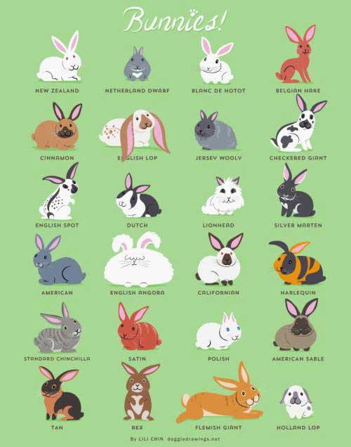 More bunny breeds