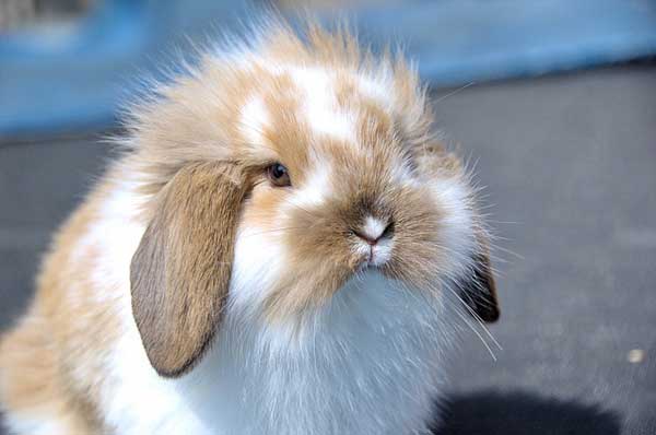 The Holland Lop
