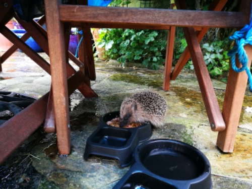 European Hedgehog in garden