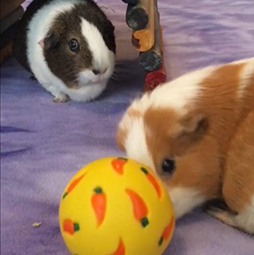 Guinea pigs playing with the Wheeky Treat Ball Toy