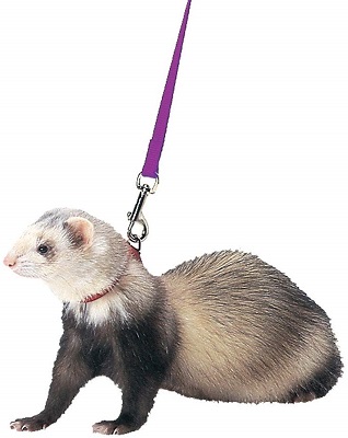 Marshall Ferret Harness and Lead