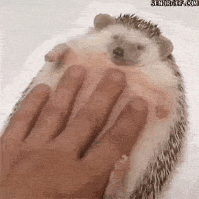 hand massaging a hedgehog belly 