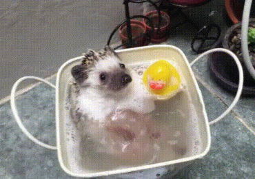 hedgehog taking a bath