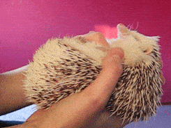 holding and petting a hedgehog gif