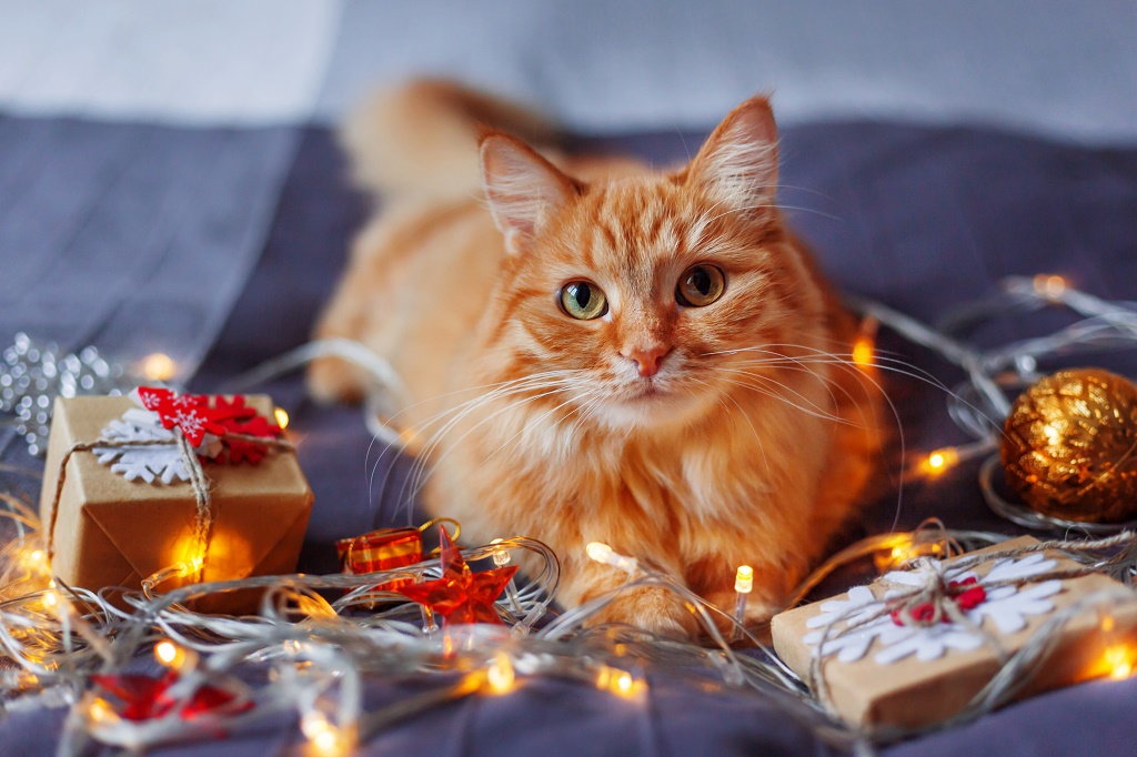 Cute ginger cat lying in bed with shining light bulbs and New Ye
