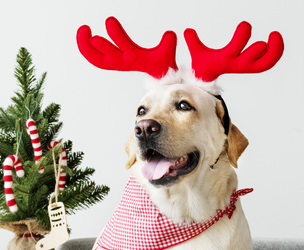 Labrador Retirever with deer antlers beside Christmas tree