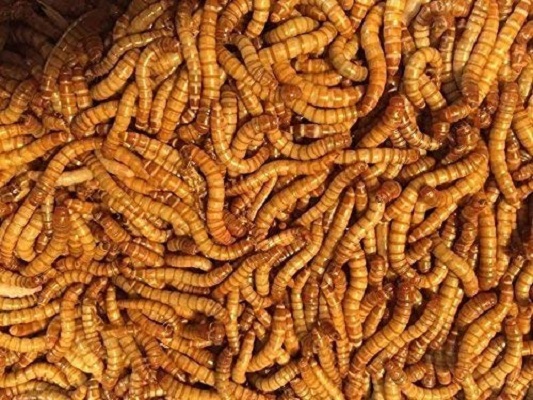 Predator Foods Live Mealworms