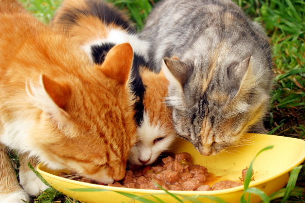 Three cats eating from same bowl