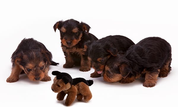 Best Chew Toys for Puppies