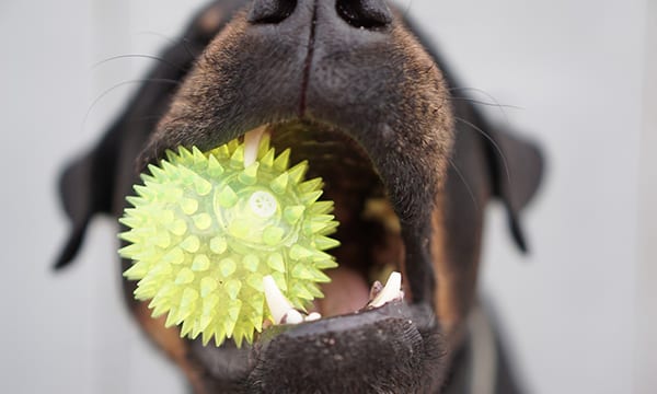 Best Dog Chew Toys