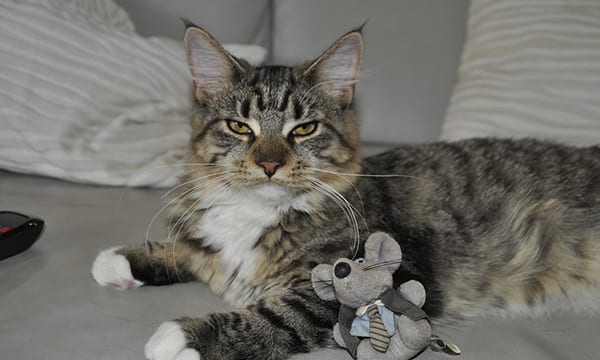 Cat toys for indoor cats