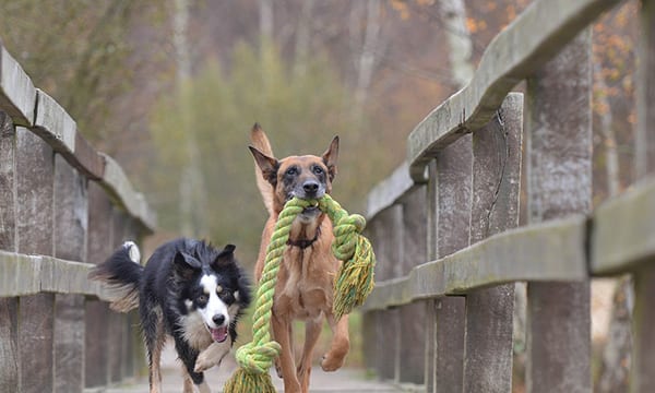 Durable Dog Toys