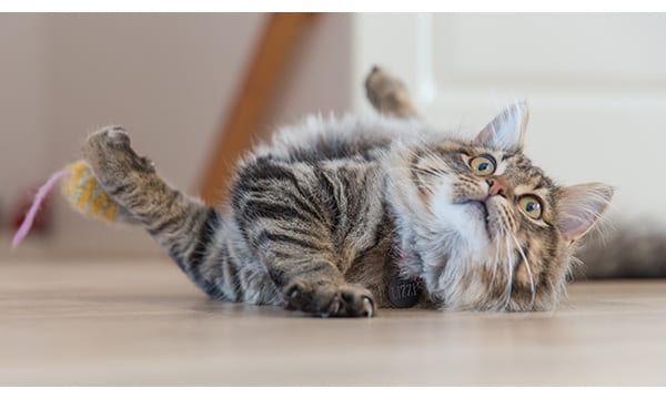 Interactive cat toys