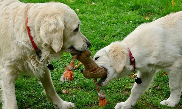 Best Stuffed Dog Toys