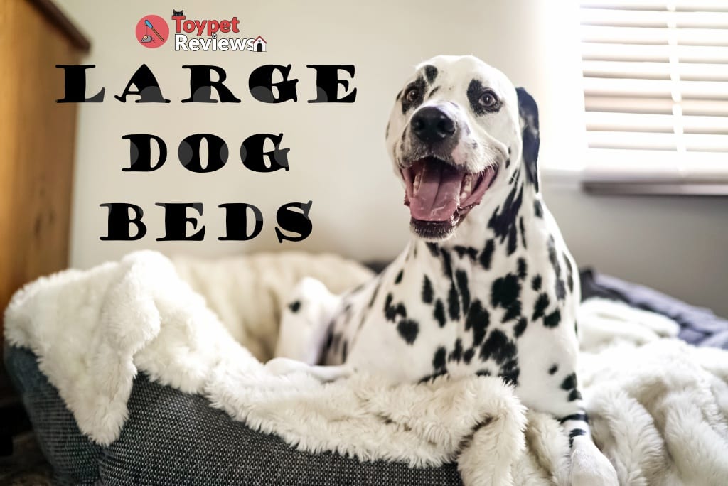 dalmatian in a large dog bed