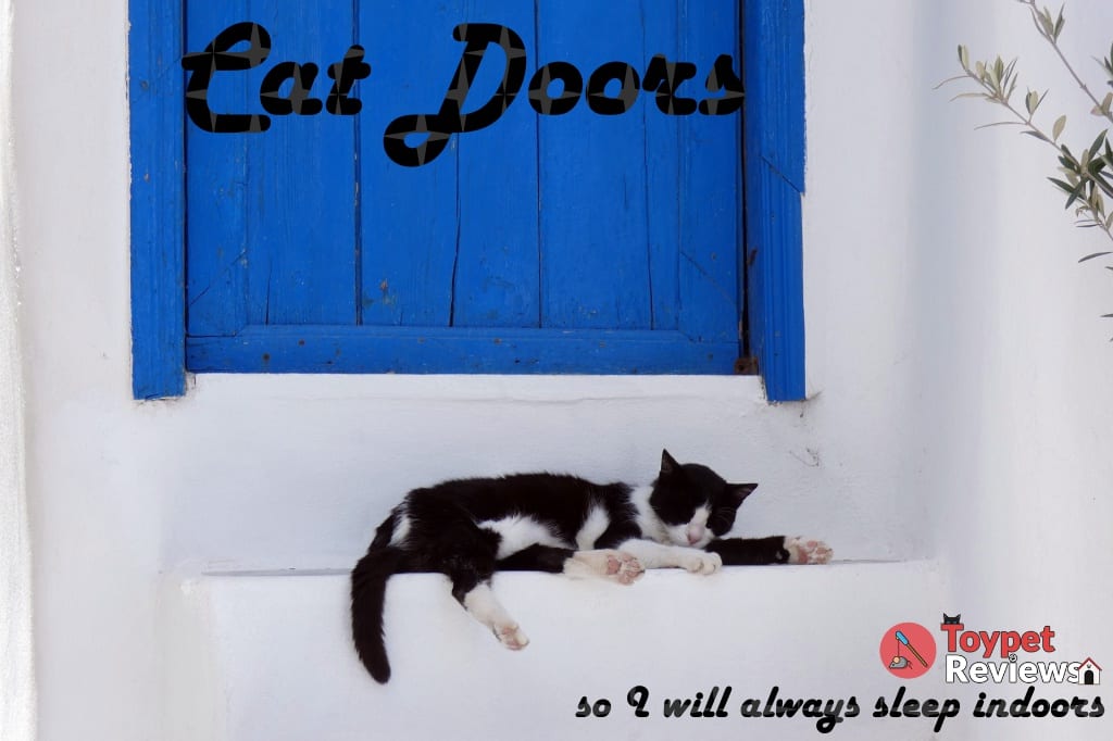 cat sleeping in front of door