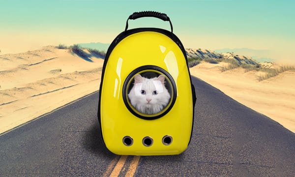Best cat backpacks