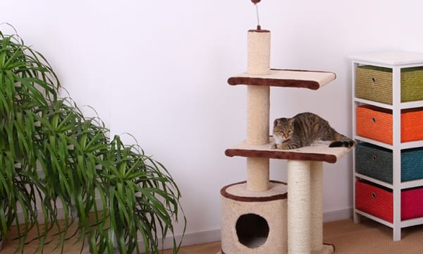 cat on cat condo in apartment