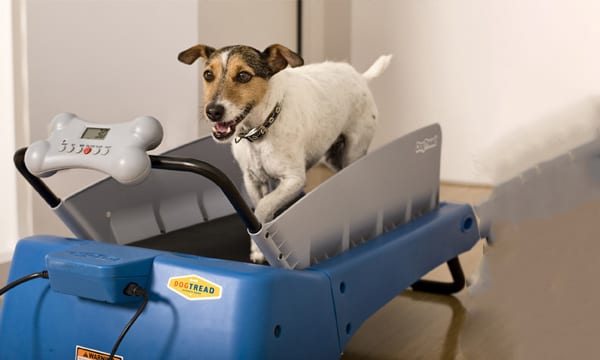 dog on a dog treadmill