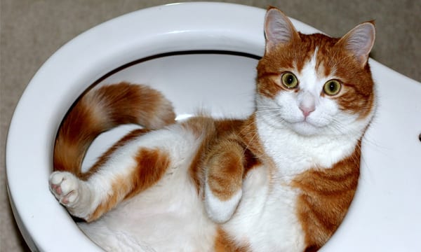 cat in toilet bowl