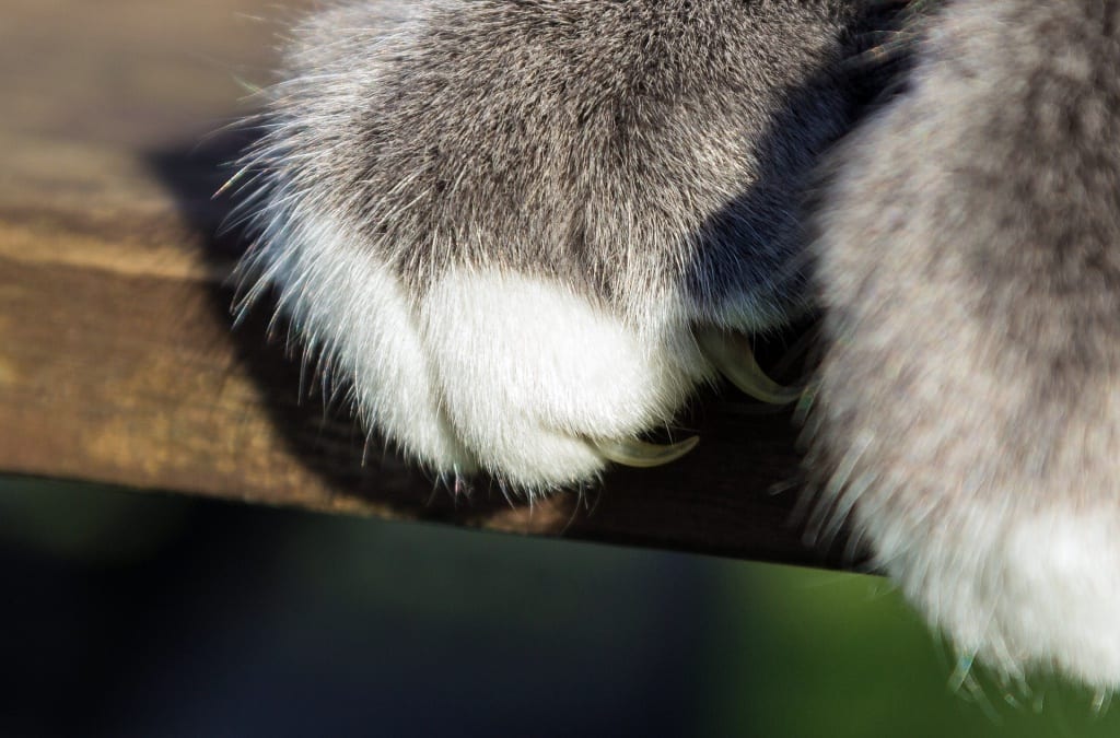 closeup on cat claws