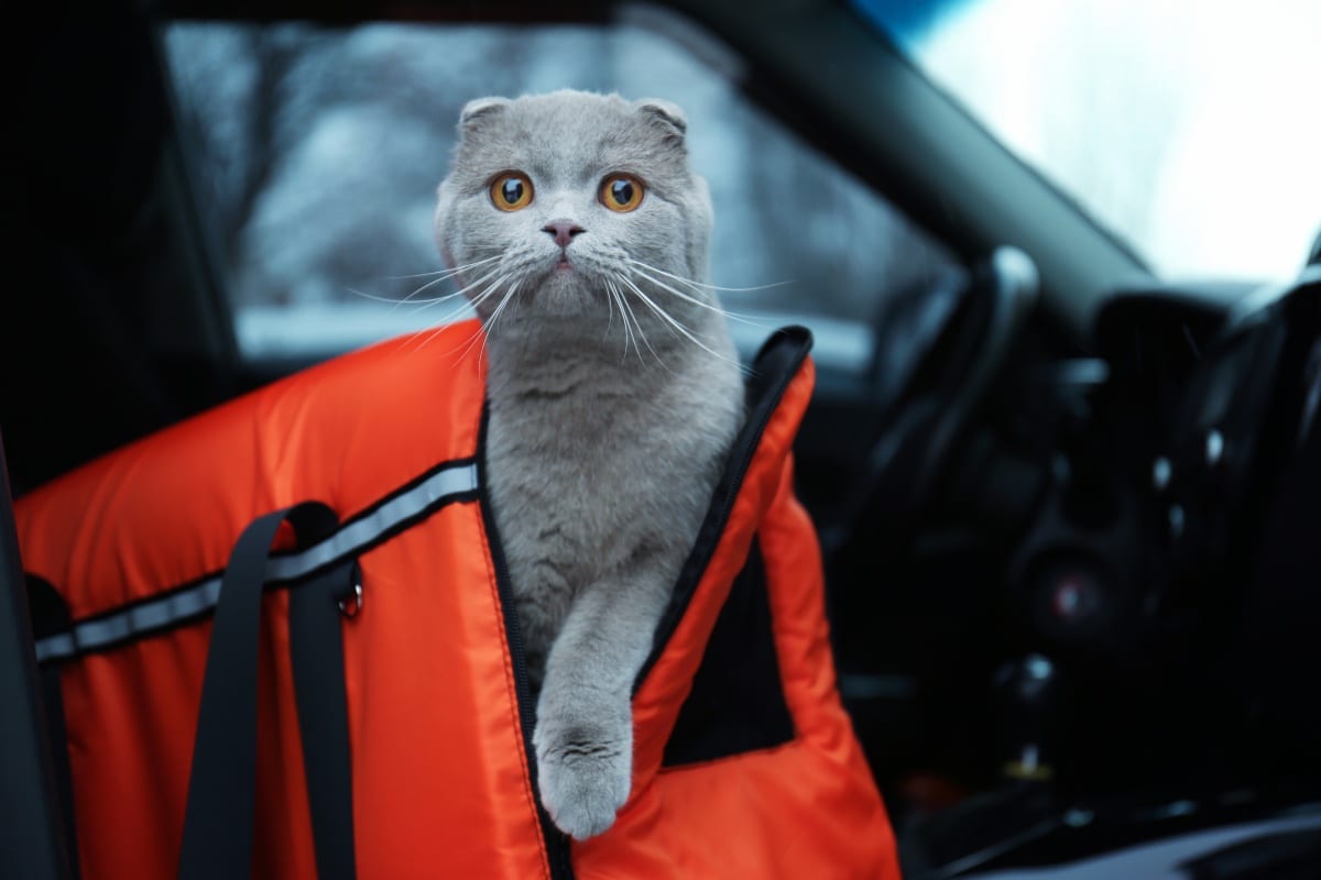 cat in cat carrier in car