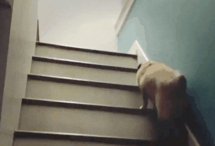 gif of a dog running up a flight of stairs
