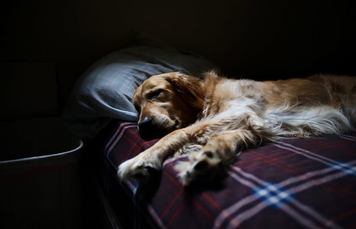 golden retriever sleeping in a human bed