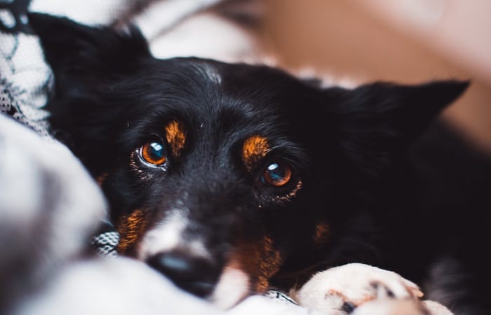 close up on the face of a dog in bed